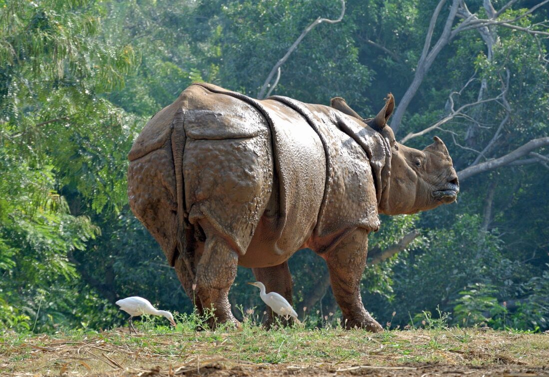 Panzernashorn, Kaziranga-Nationalpark
