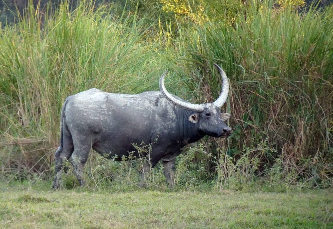 Büffel, Kaziranga-Nationalpark