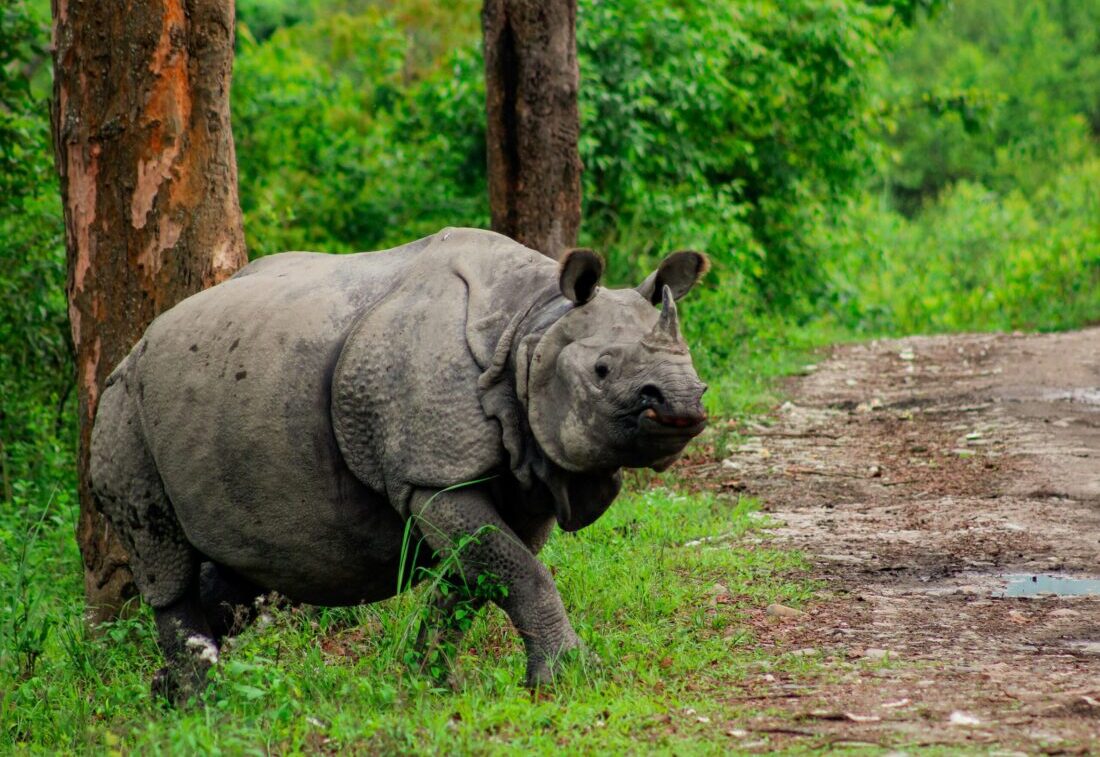 Indisches Panzernashorn, Kaziranga-Nationalpark