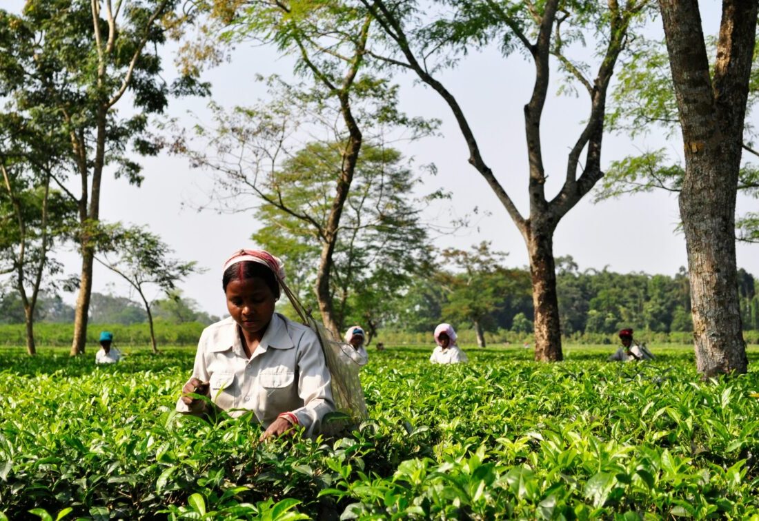 Tee-Ernte in Assam