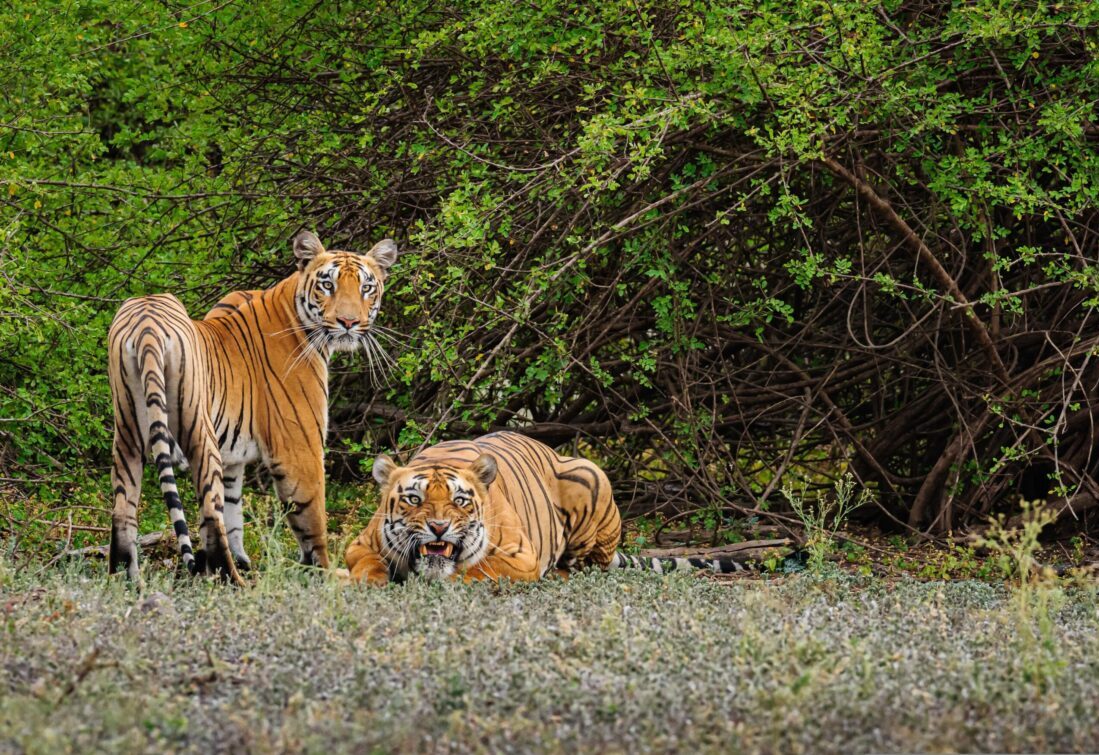 Tiger im Kaziranga-Nationalpark