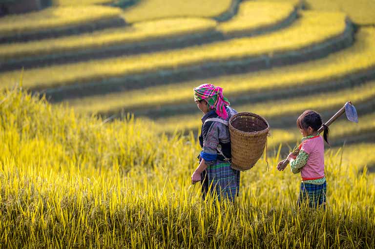 Reisterrassen, Nordvietnam